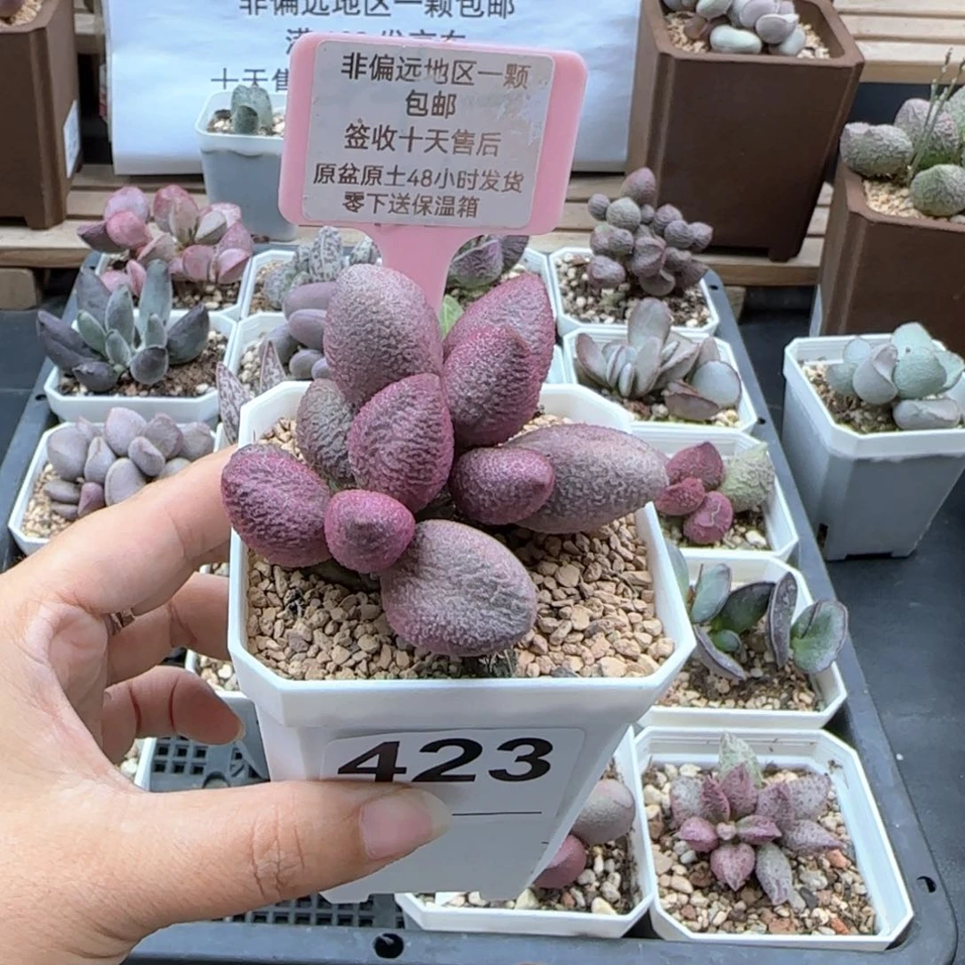 423少女心多肉植物