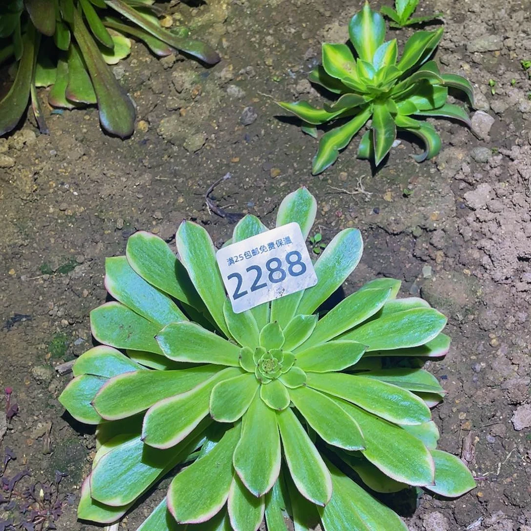 2288粉美姬多肉植物