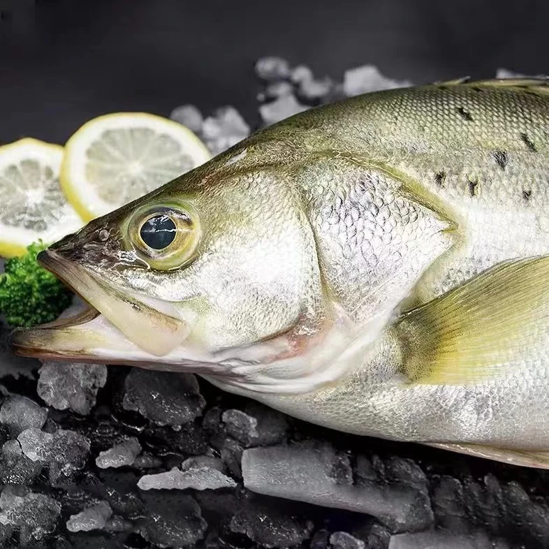 日照发货 海水鲈鱼单条1.1~1.3斤 鲜鱼干冰速冻缩鲜发货顺丰运输