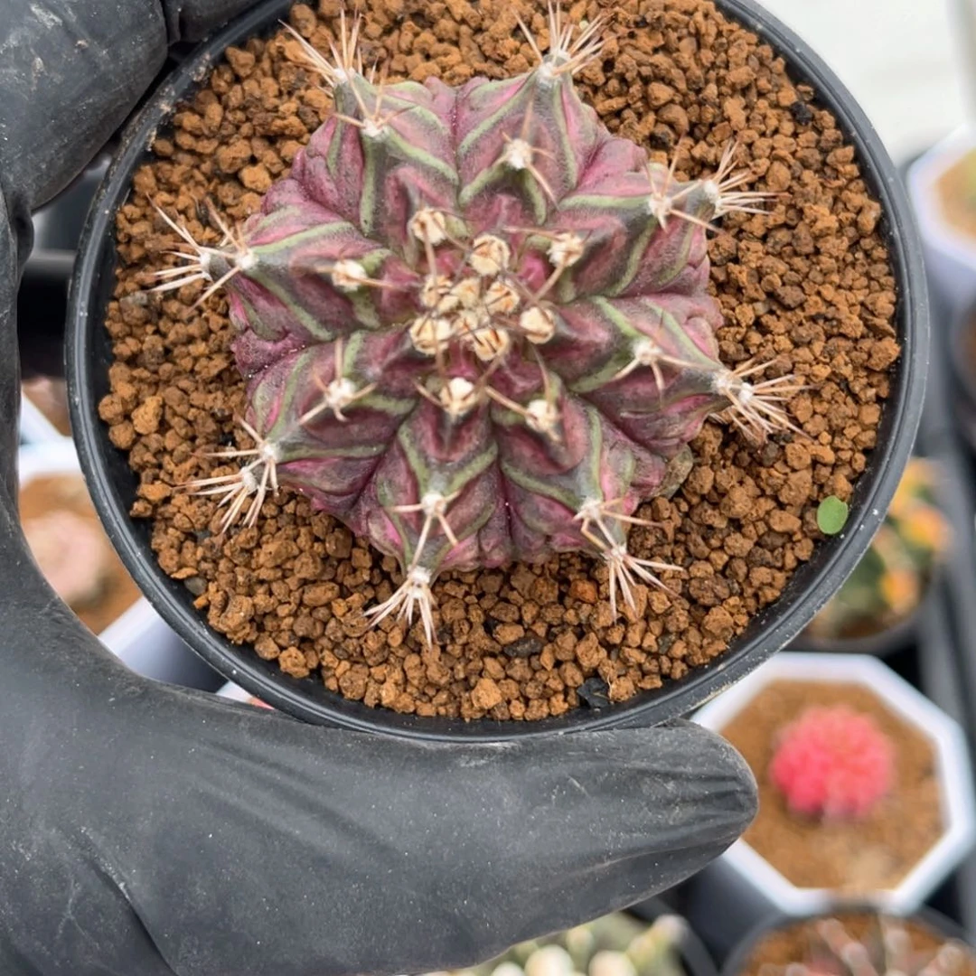 ꧁***꧂实生米哈球泰系哈哈