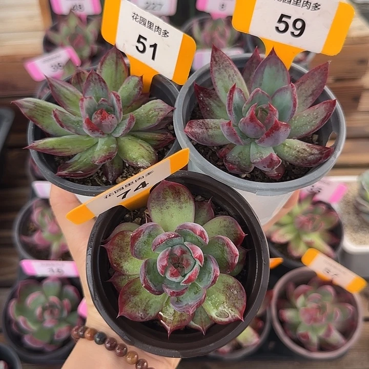 51、59、74 惊鸿仙子多肉植物