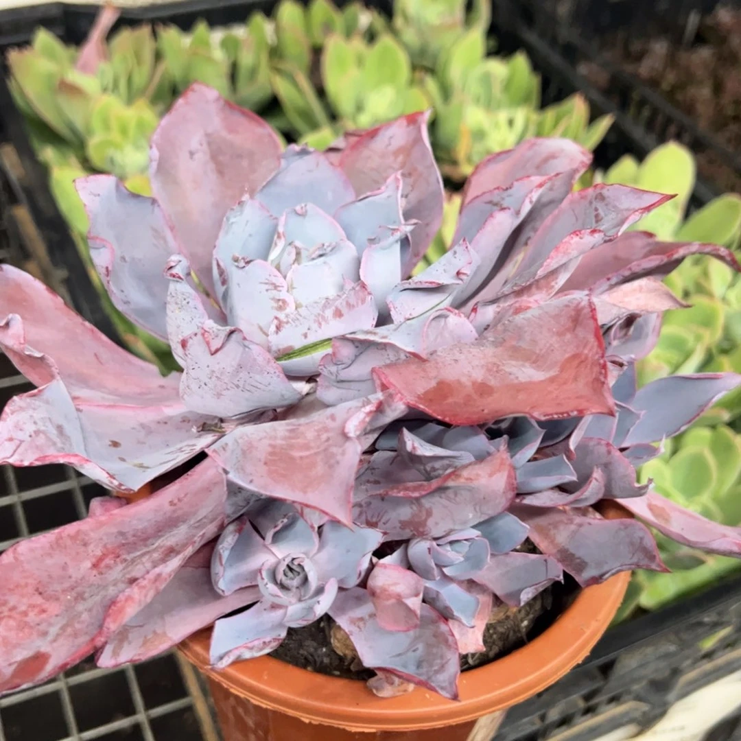 晚霞大单头带仔大盆