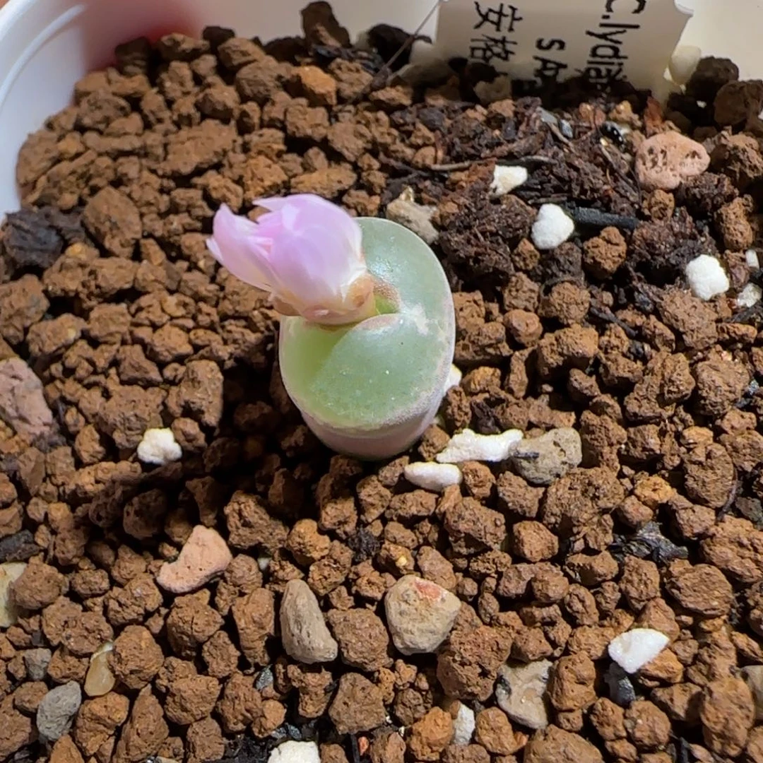 肉锥多肉植物组合-安格1399