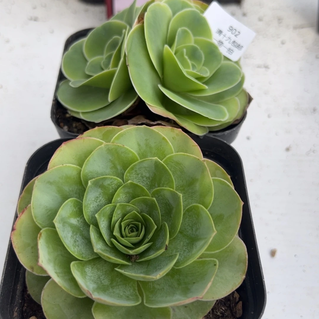 902 山地玫瑰基地带盆土