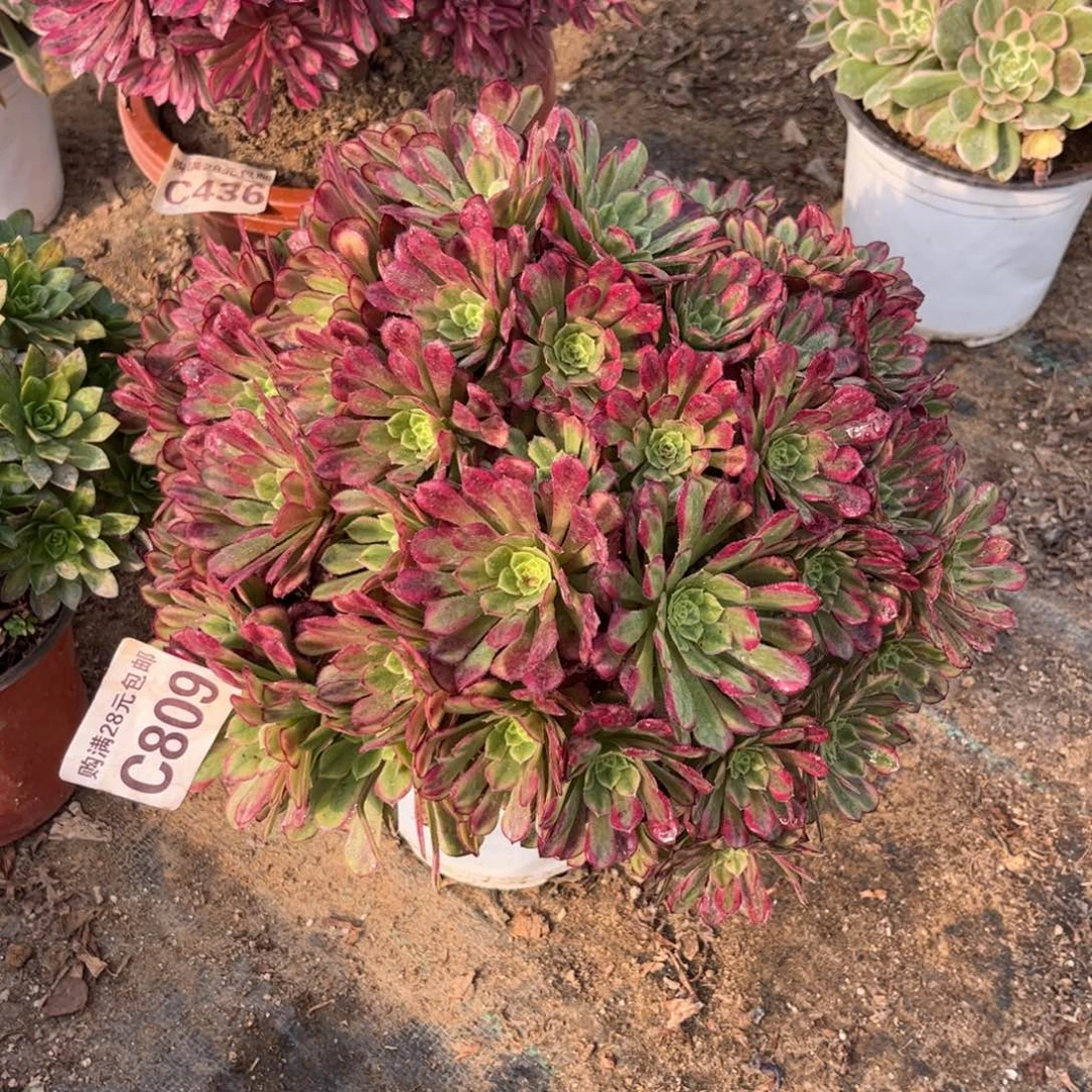 809多肉植物祝融