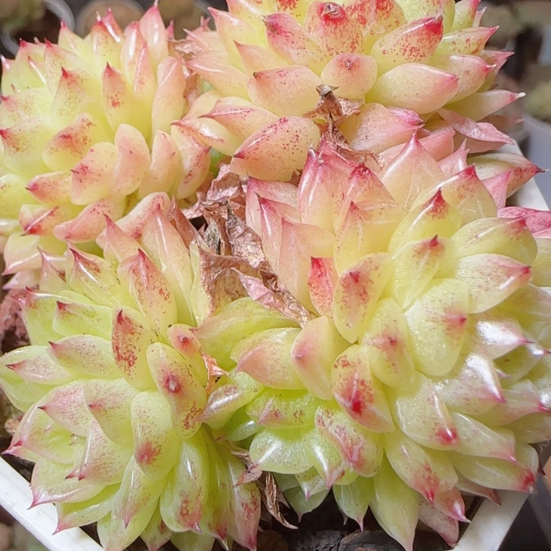 花语逸镜1118-108散
