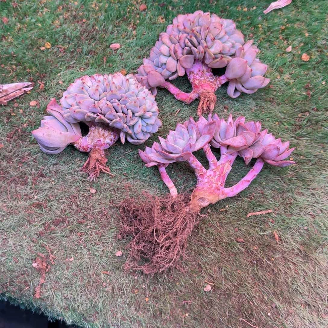 星影缀化无砍多肉