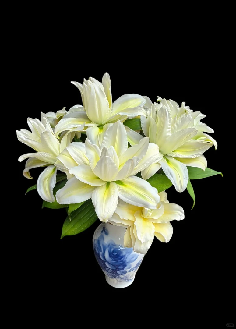 【港货百合伊凡娜】90箱1单顺丰冷链包邮 发货后不支持退款