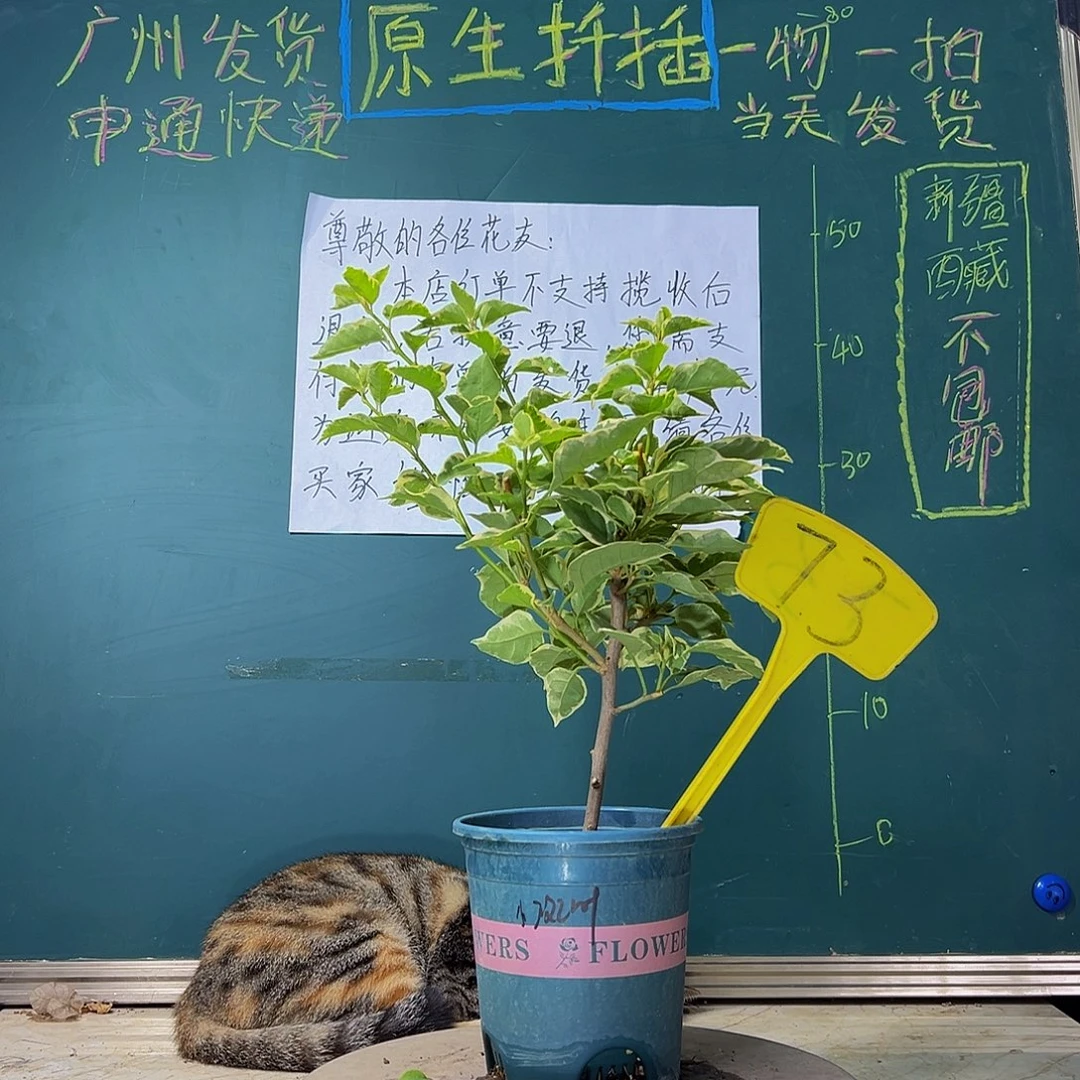 当前无花栽培后可以开花 小斑叶丽人  73