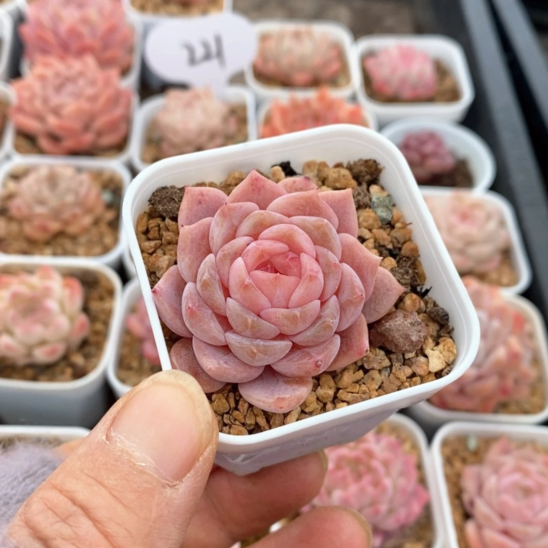 精品多肉一物一拍不包整343