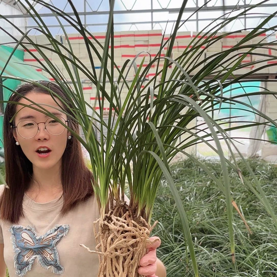 当前无花朵，栽培后可花朵蕙兰解佩1盆