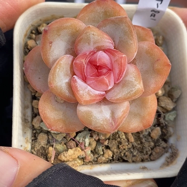 1208-552，糖心多肉