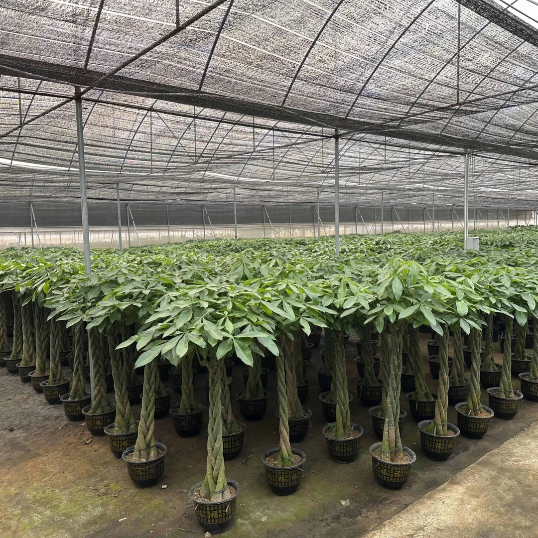乔迁新居必备发财树盆栽四季常青净化空气观叶植物招财福