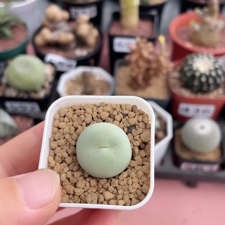727鸽子蛋肉椎植物