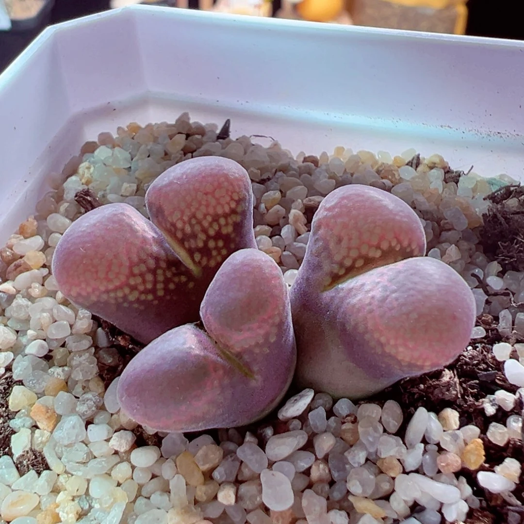 728-425多肉多肉3.5cm