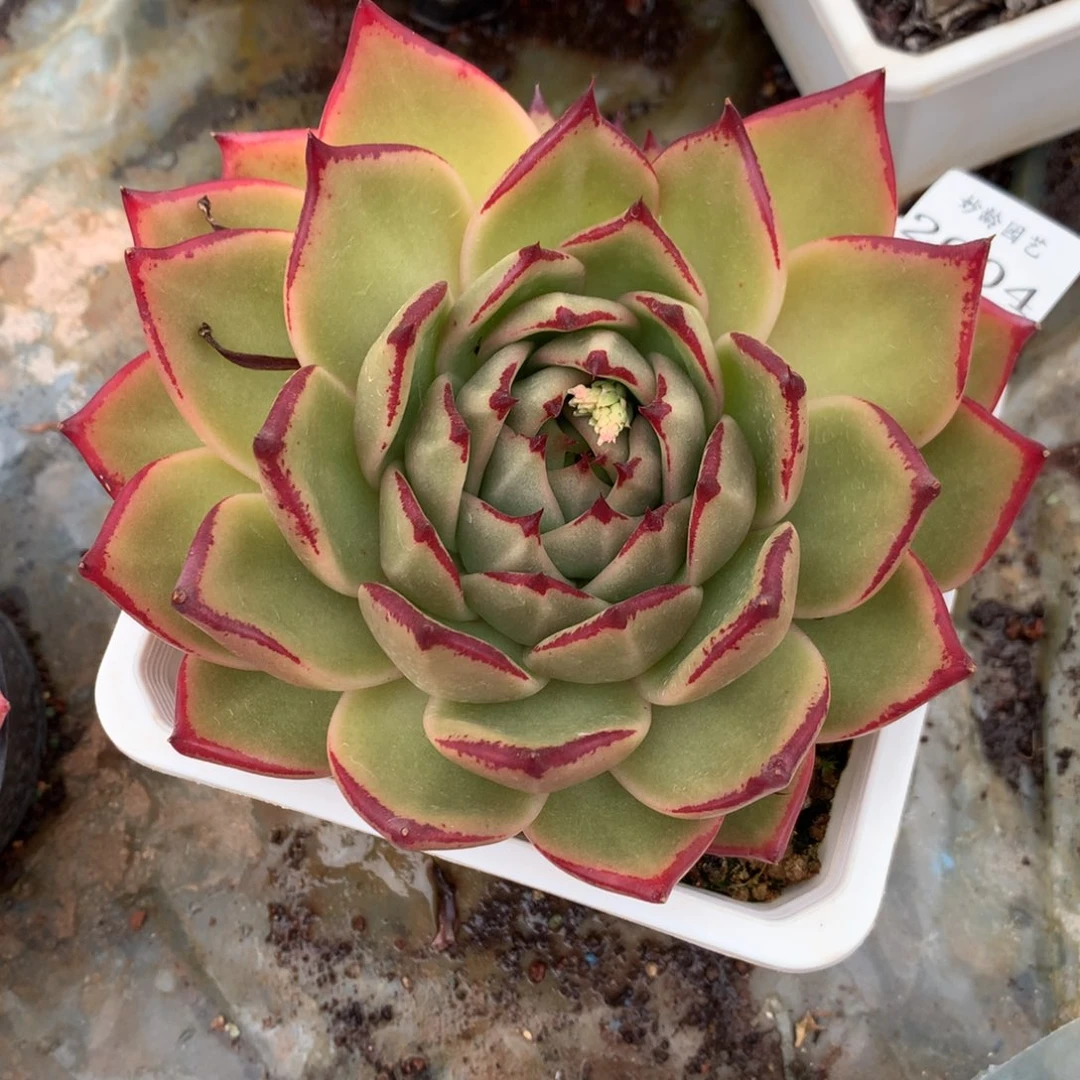 2604新年快乐发发发