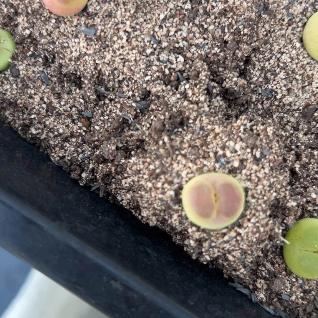 希***琞专拍专拍肉锥植物