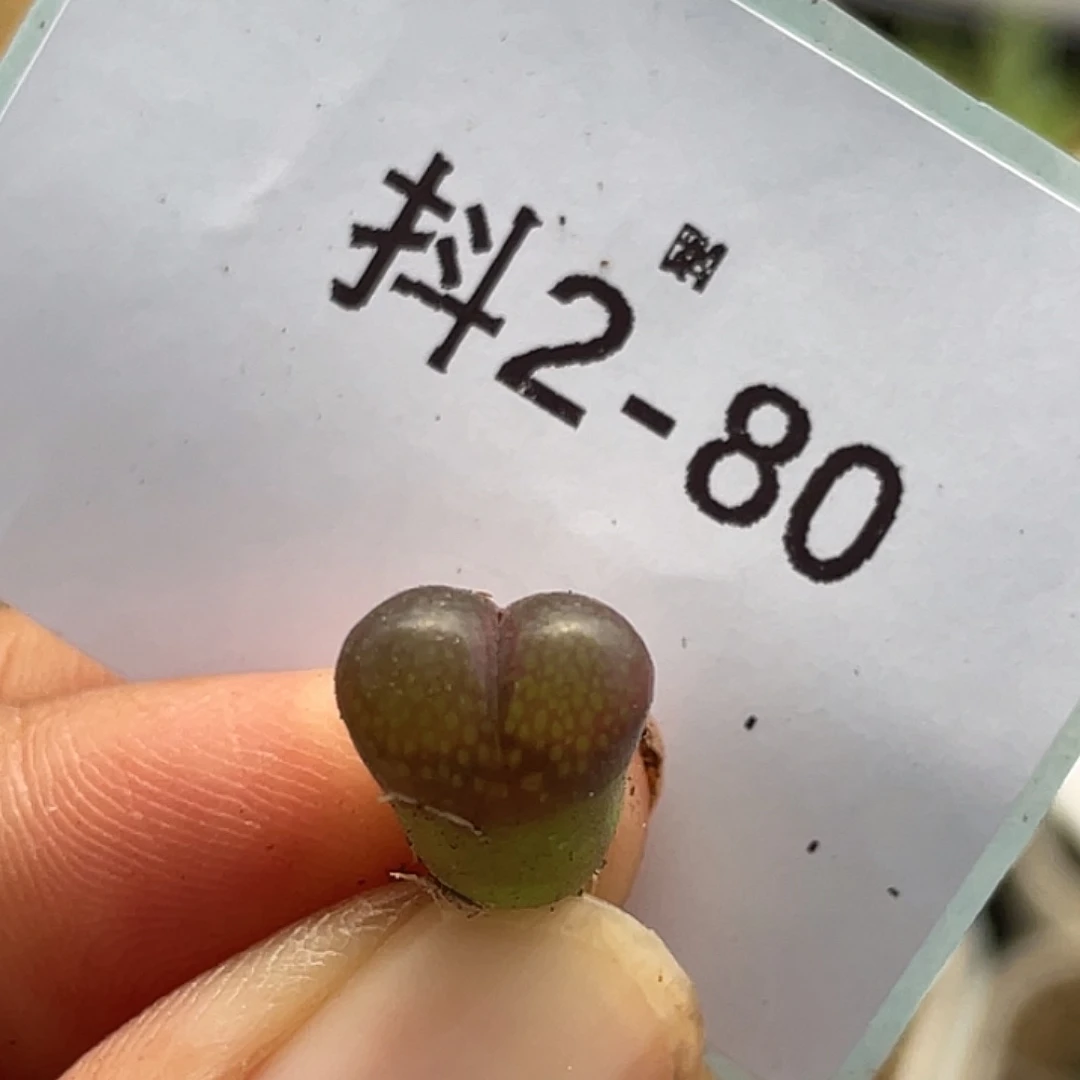 2-80风铃红宝石多肉植物
