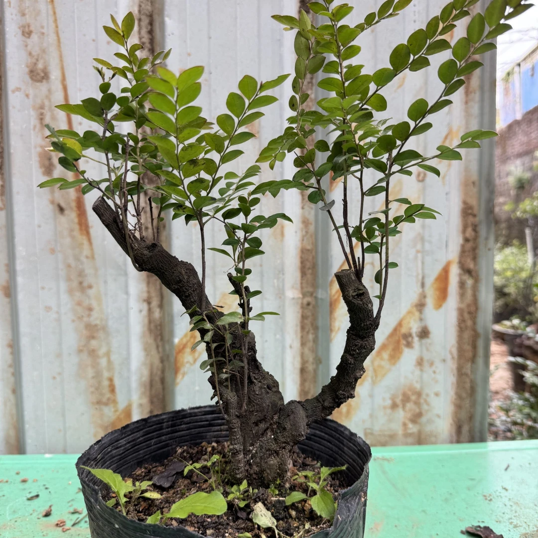 室内盆栽黑骨茶D26