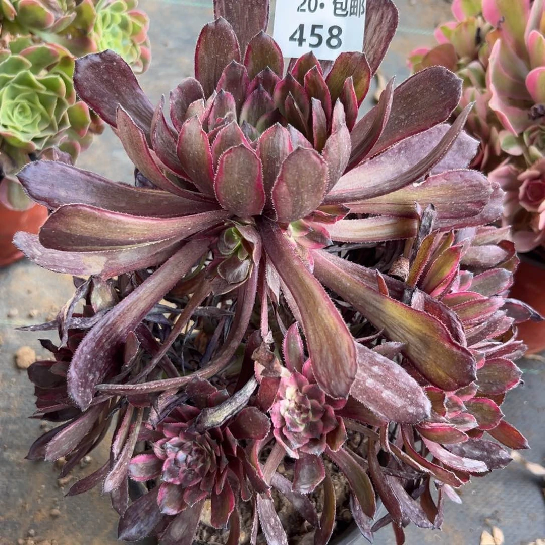 458紫霞，满20包邮