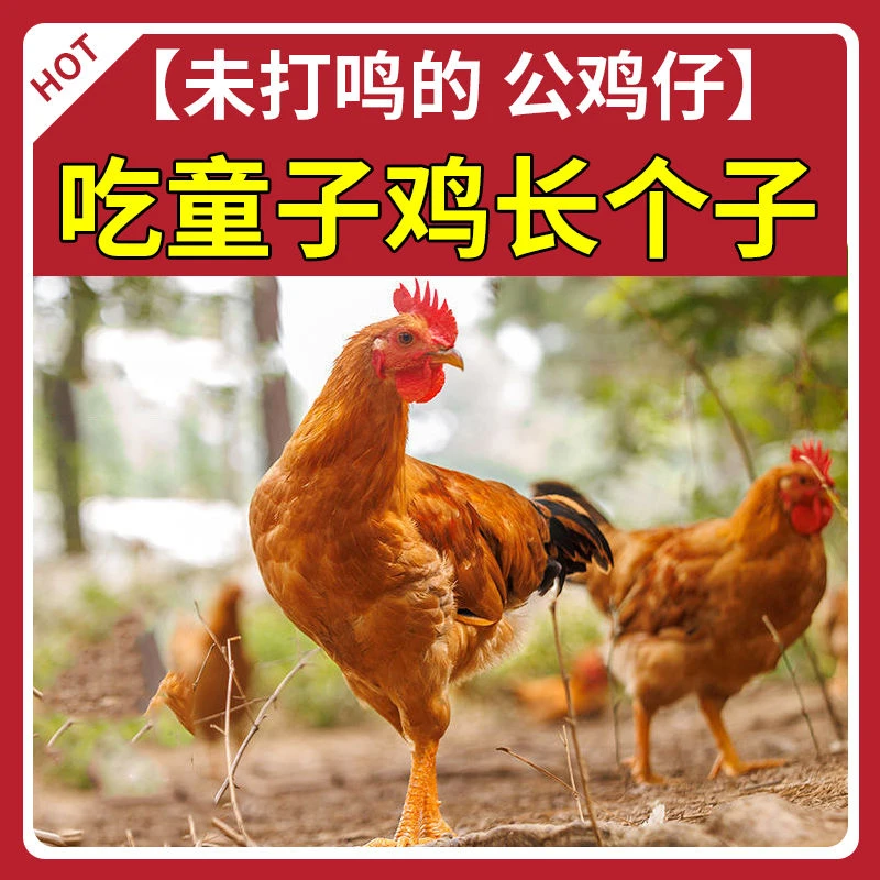 京东快递 未打鸣未开叫童子鸡散养仔公鸡小土公鸡毛重1.5斤左右