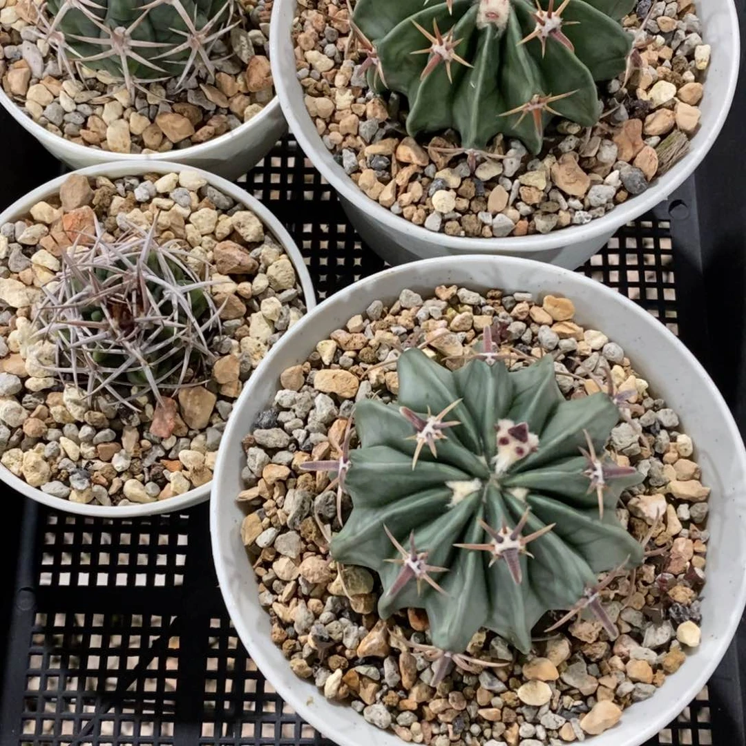 F*F仙人球一对短刺王凌波