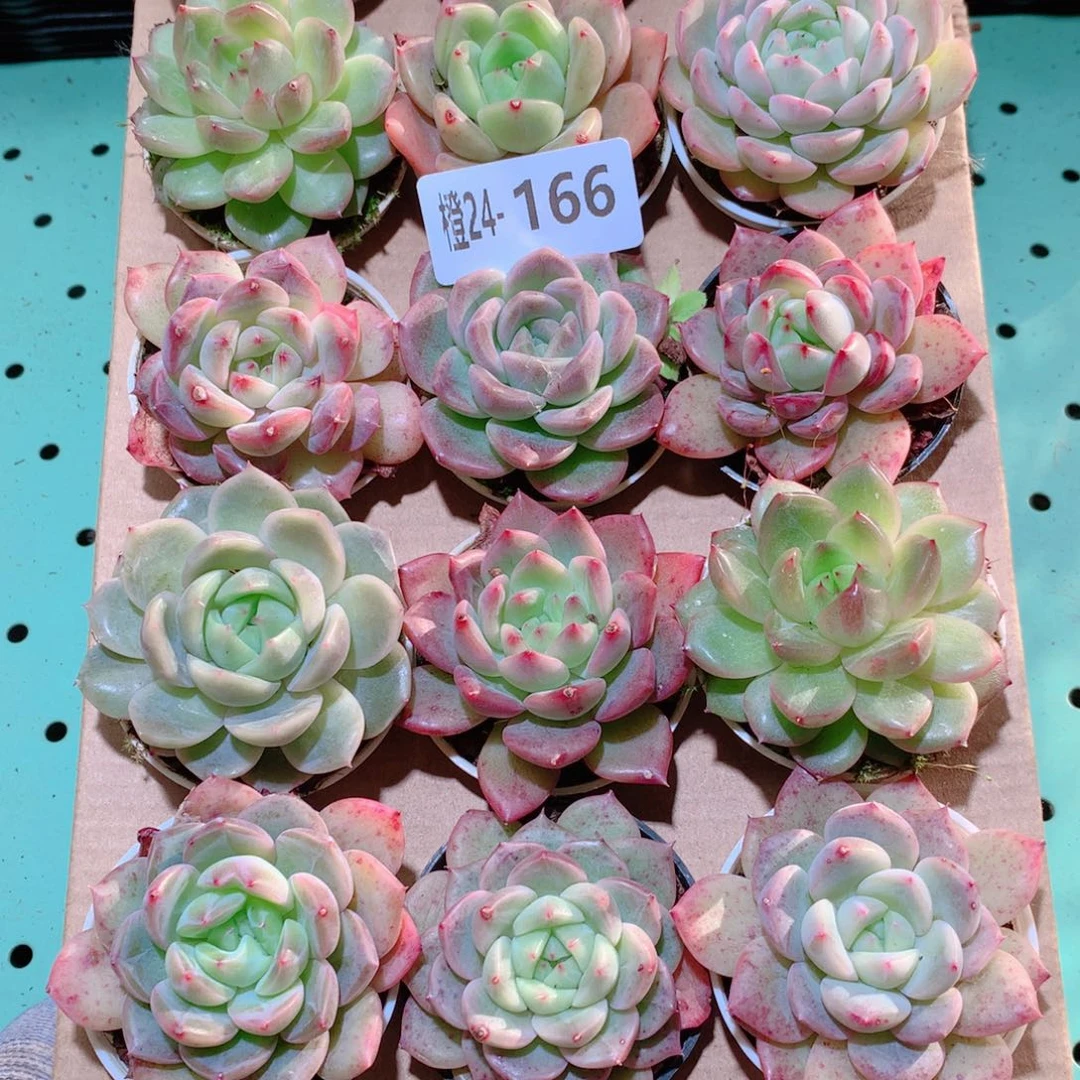 24-166一物一拍多肉带盆18颗