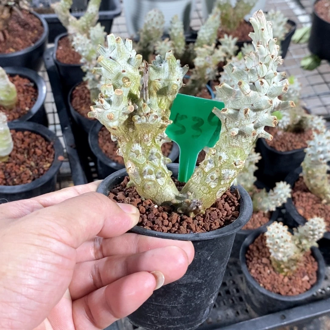 钟馗多肉植物一个