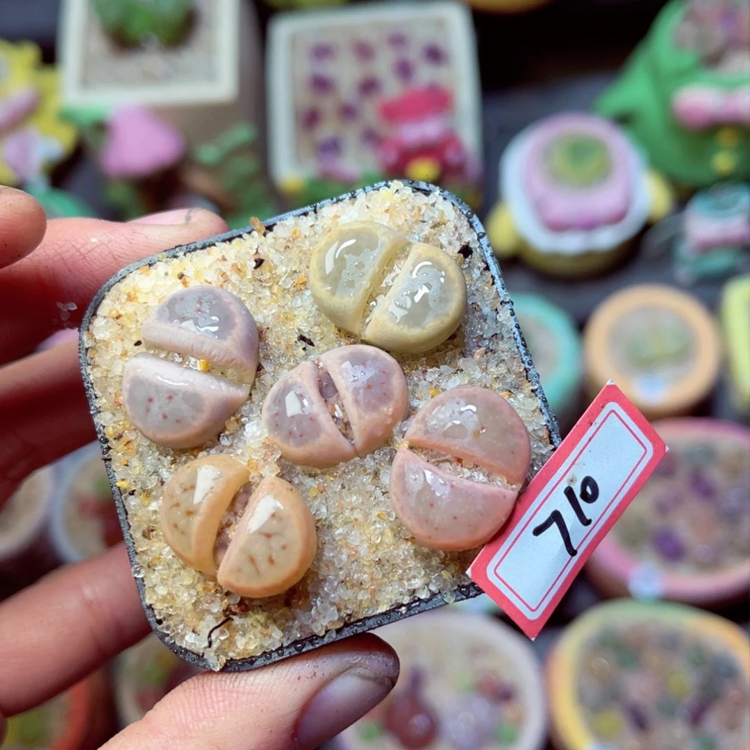 710生石花带盆发