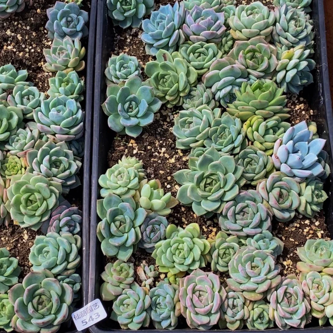 ✨***子543脱土多肉植物保护研究所所长