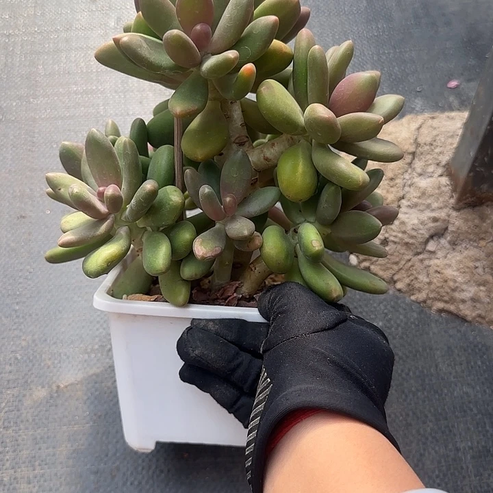 芒果奶小树多肉植物