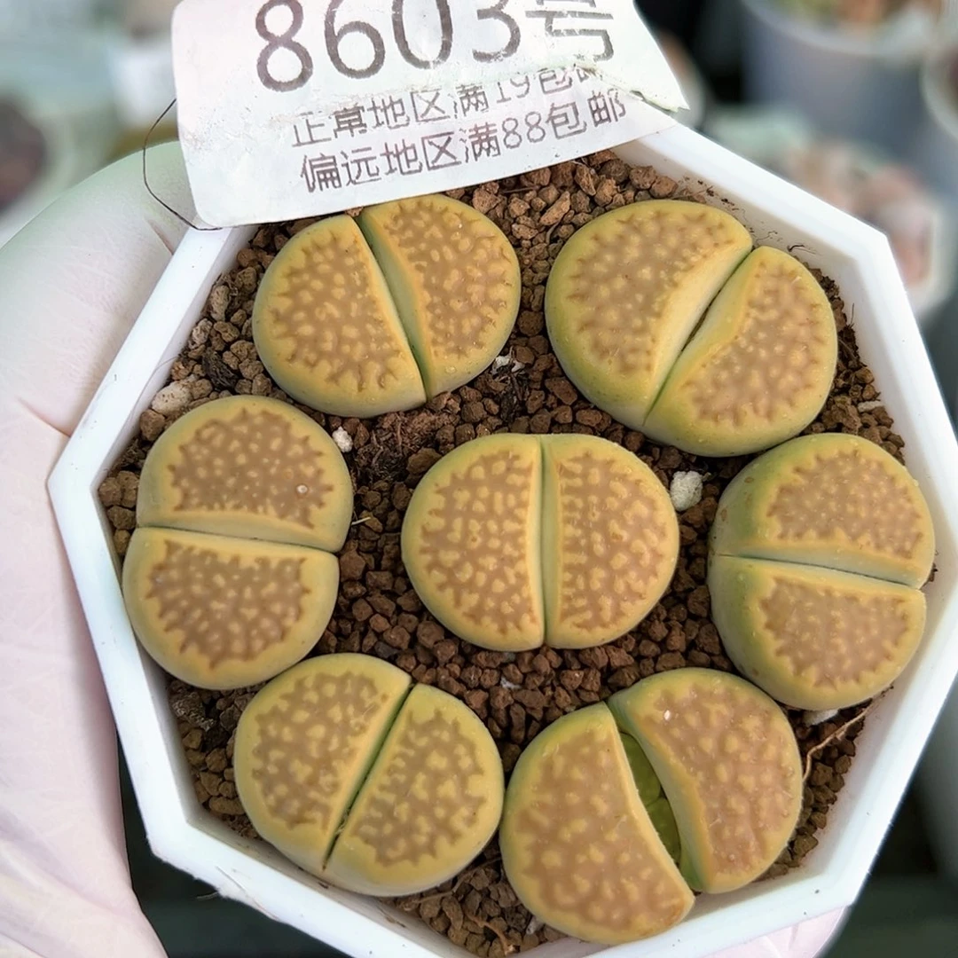 好养易活生石花大母本8603