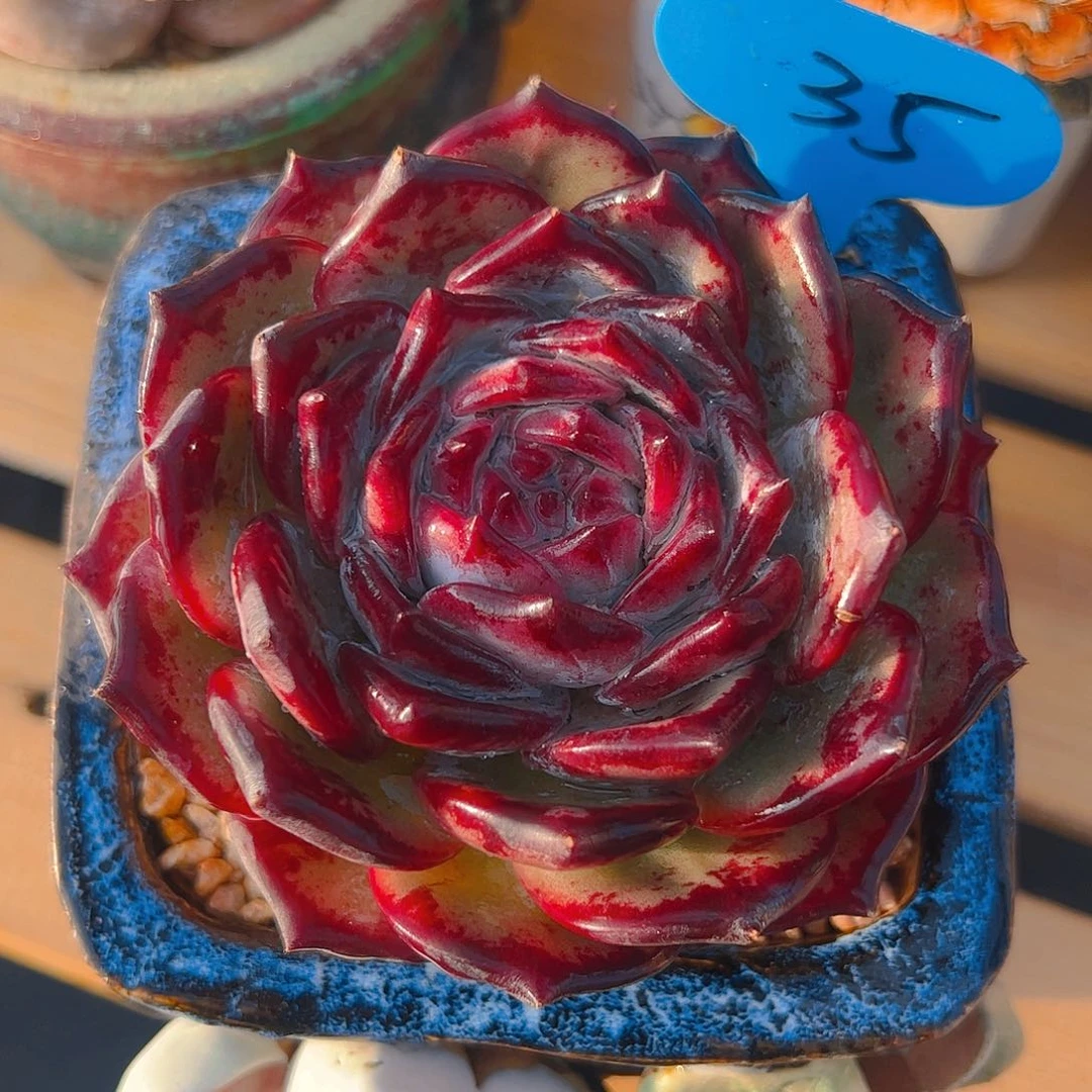 黑*红拉糖35号一物一拍