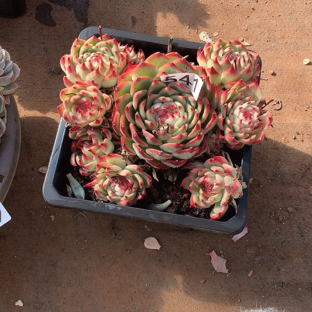 541 一物一拍多肉