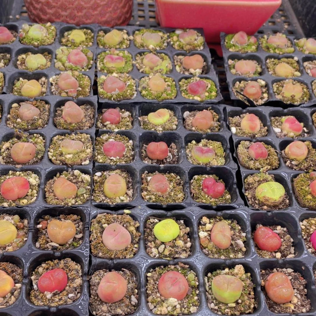 量拍13号 六年毛汉尼小可爱组合9个