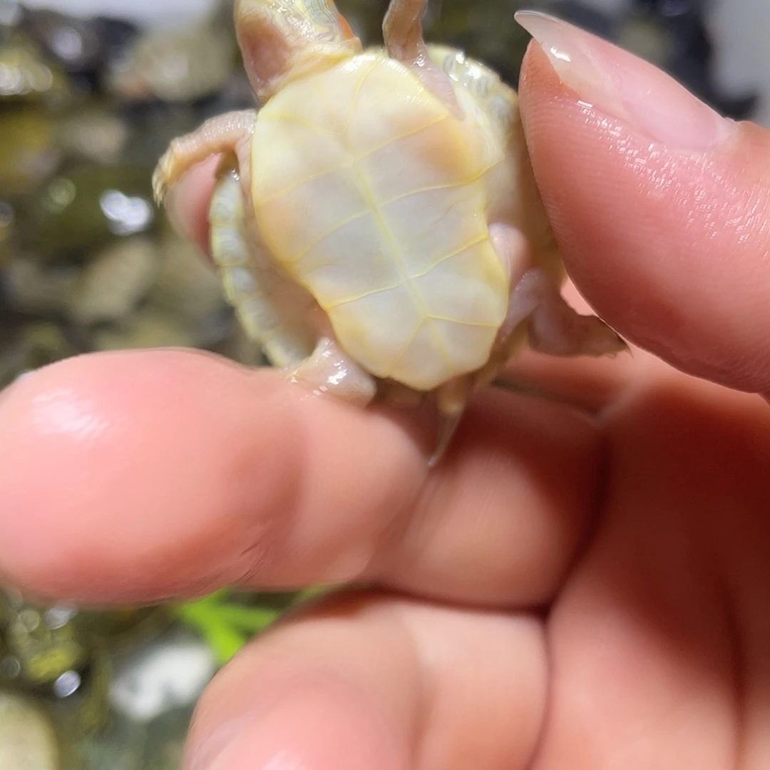 宠物龟不分公母果冻