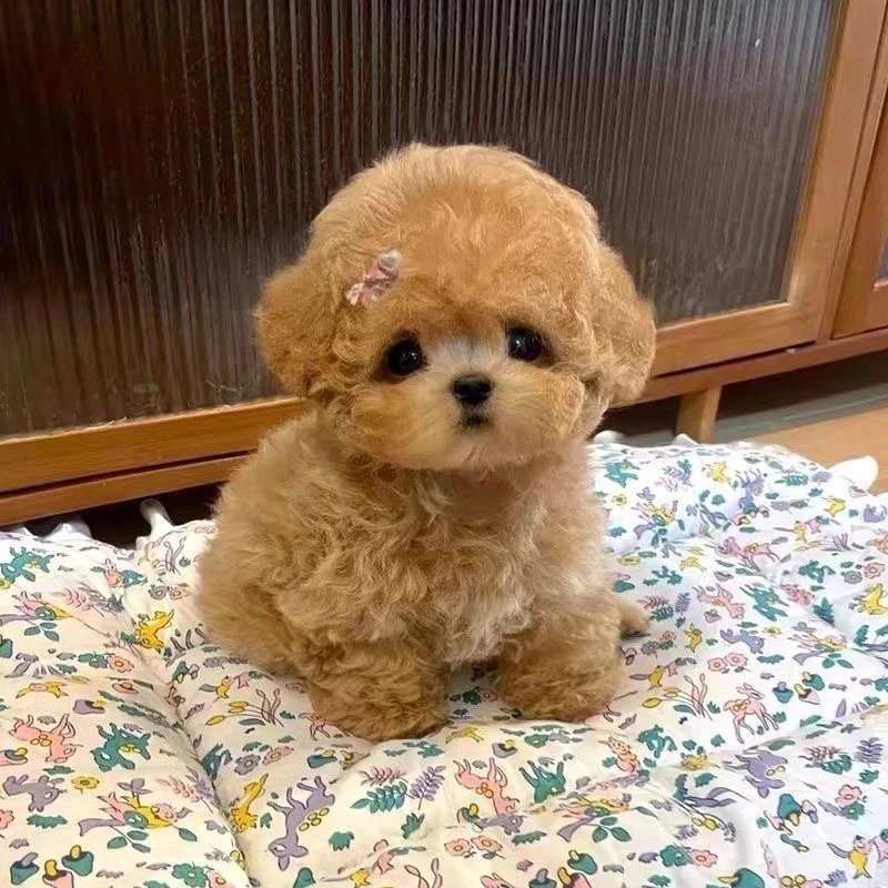 正宗纯种泰迪犬活体幼犬纯种泰迪贵宾犬小型犬活物幼崽泰迪熊活体