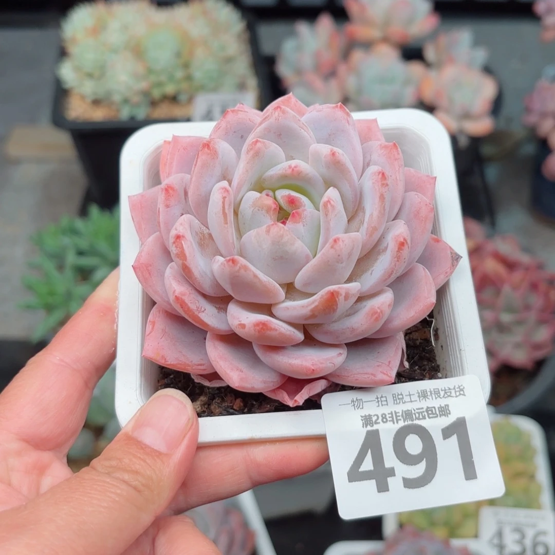 橙梦露无盆土发货