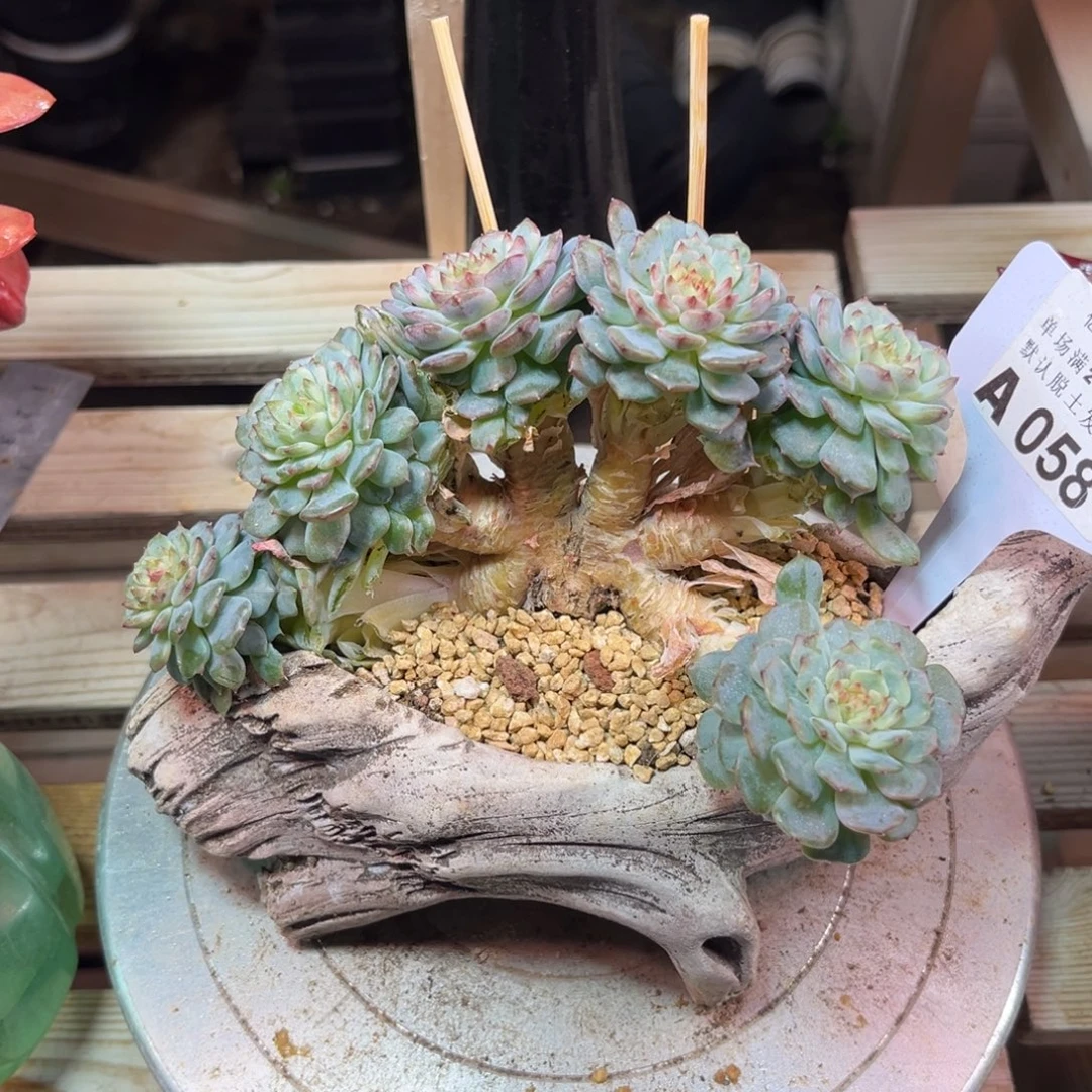 白胖子朵朵缀多肉植物guilvnvn