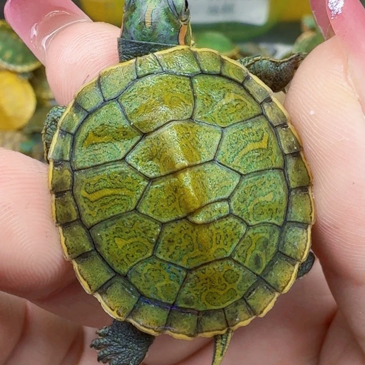 不分公母巴西彩龟140