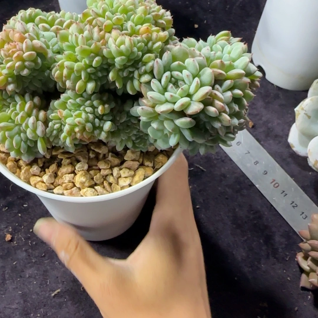 白胖子缀化一物一拍