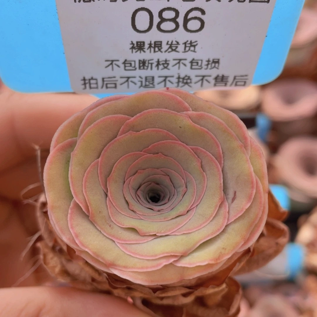 山地玫瑰086裸根发货不售后