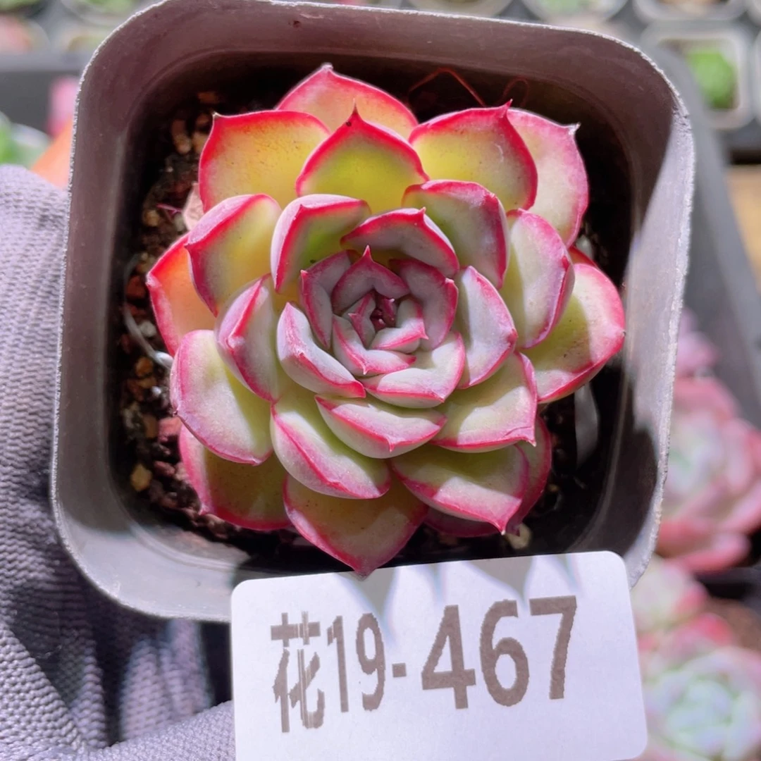 花利美19-467猎户座
