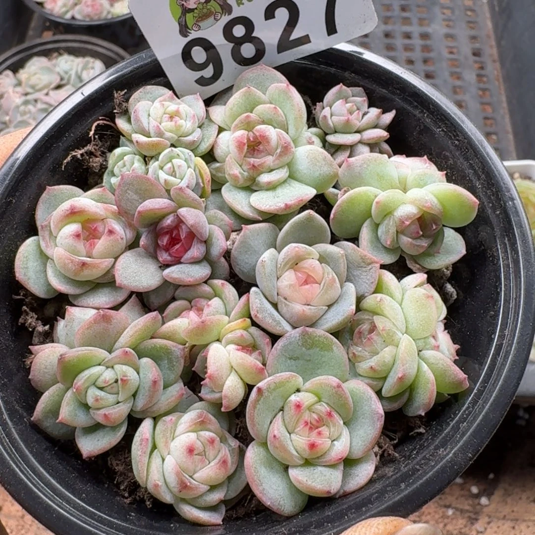 多肉植物多肉植物