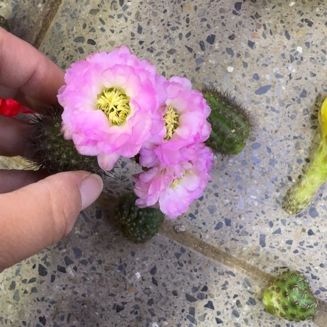 240白檀华丽粉2个无根侧牙，20包邮小