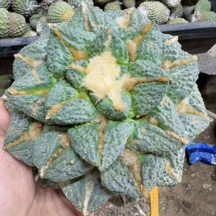 福利苗接大黑牡丹龟甲0755