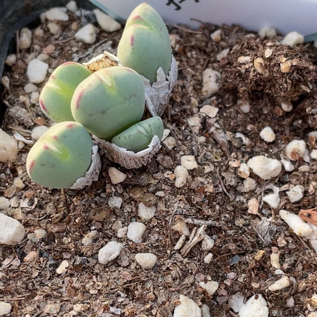 23-119将多肉植物肉锥