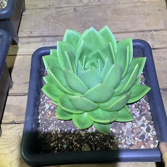 爱**我美肉特价活动开始啦