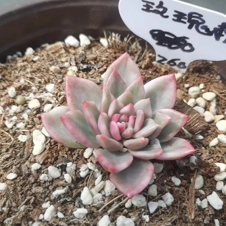 玫瑰橙白覆轮锦多肉植物