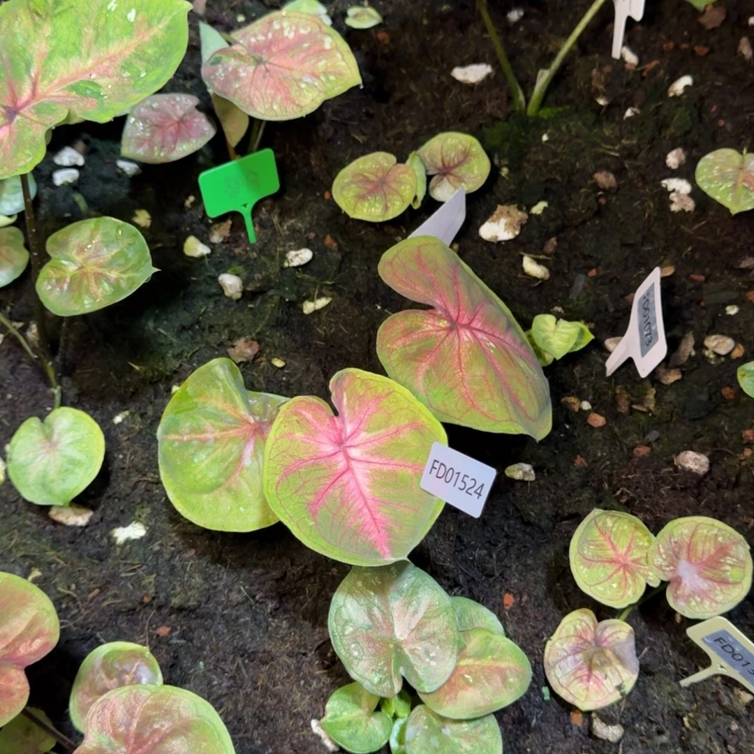 无花朵海王寄   01524  丽专拍